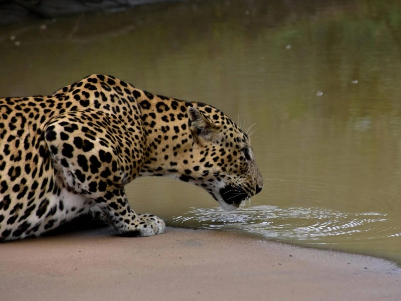Yala Safari